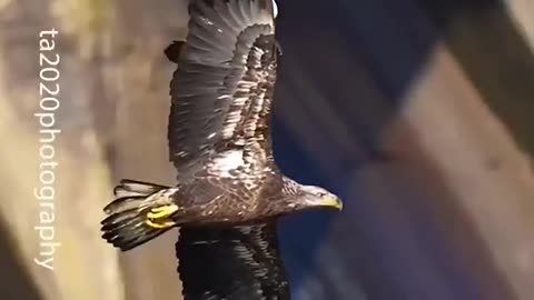 Top 5 Peregrine falcon attacks 🥶🔥 #peregrinefalcon #hunting