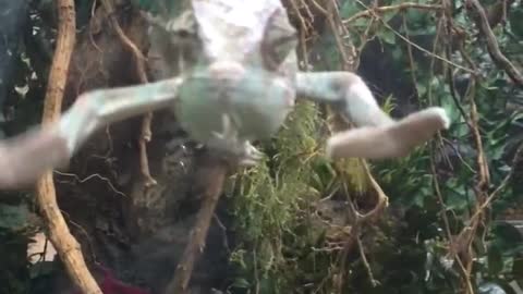 Camaleón interactúa con humano en el zoo