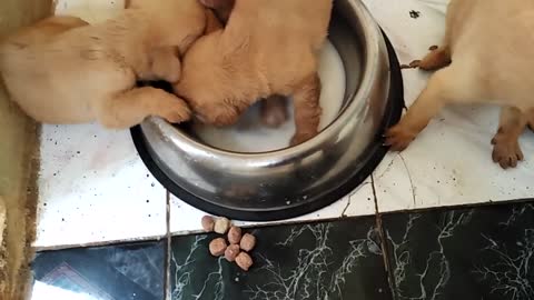 Puppies fighting to drink milk first time from their mothers feeding bowl