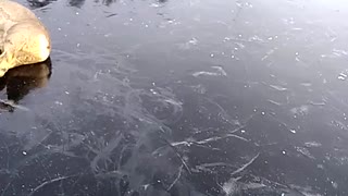 Deers Saved From Slippery Frozen Lake