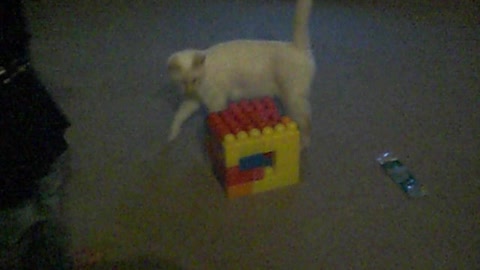 Mama Cat Breaks Kitten Out Of Lego Box She Got Stuck In