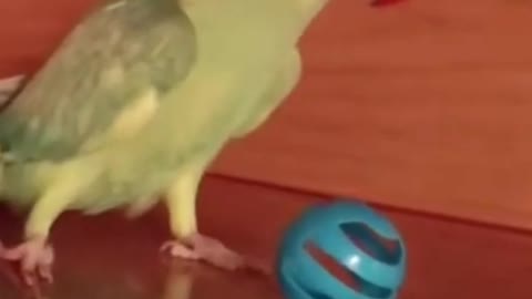 "Parrot Passing Vibe Check Funny Cute Parrot"🤣🤣#Vibecheck #Funnypet#Parrot #Ringneckparrots