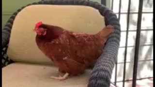 Chicken sits on chair and casually lays an egg