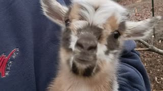 Newborn Baby Goat
