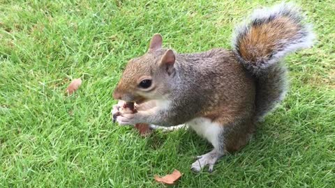 Cute squirrel in London