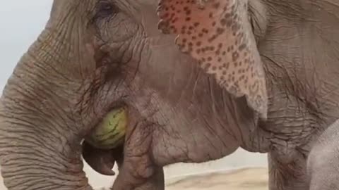 The breeder feeds the elephant a big watermelon
