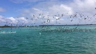 Blue Footed Flock Fishing