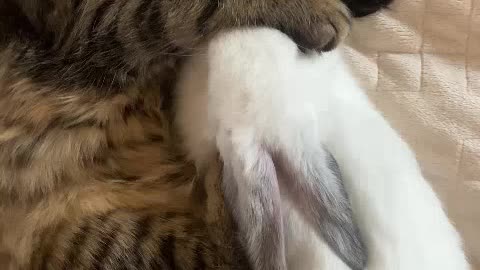 Cat sleeping with rabbit