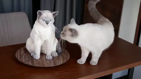 Cat reaction to cake that is similar to cat