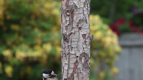 birds sounds, morning birds sounds, chirping