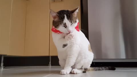 How she brushing , look so pretty, cute cat video,