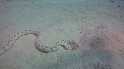 Hydrophis Snake in the Sea