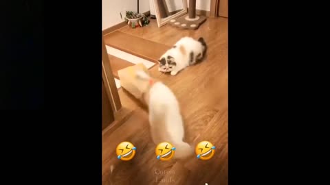 Cat fall in down funny video