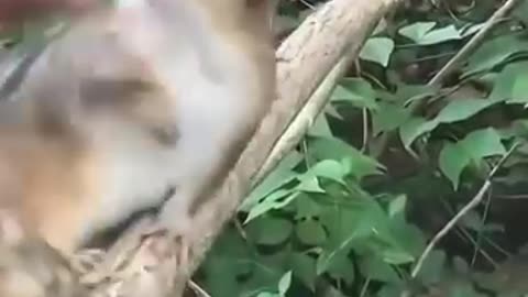 Chipmunk rescued by a man become friends ♥️