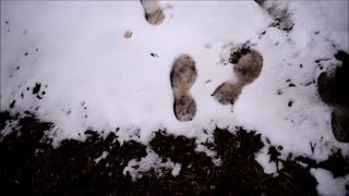Family of Sasquatch Leave Trail After Fresh Snowfall
