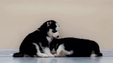 Cute dogs with funny moment