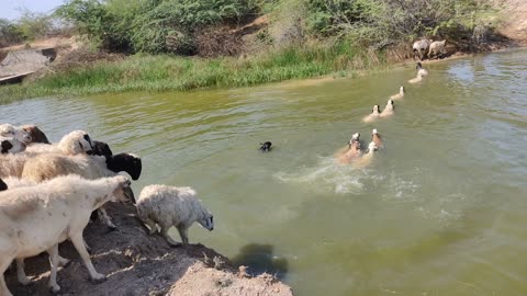 Sheeps Swimming Lake Crossing| Sheeps Jumping Into The River