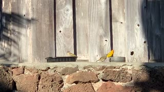 #Back Yard Birds Hawai’i Saffron Finch & Babies