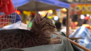 Kowloon Wet Market The cat is shopping