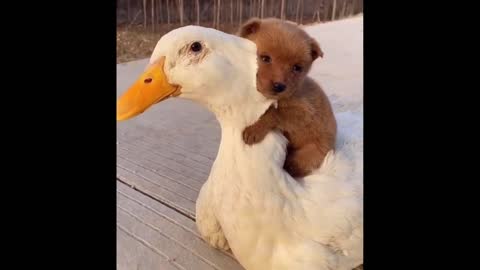 Adorable Puppy Loves Its Duck Buddy 11th May 2021