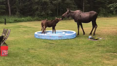 Mama and Baby Moose Kiss in Kiddie Pool