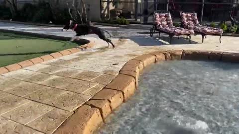 Puppy plays in the pool for the very first time