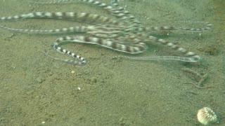 Awesome Octopus Changes its Appearance