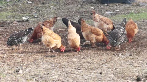 My chickens in the farm