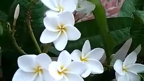 Plumeria flower