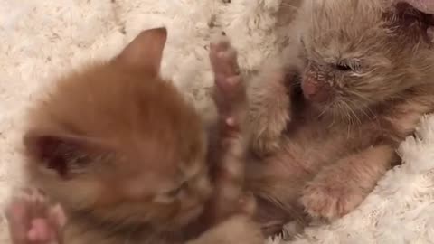 New Born Kitten Playing Cuty