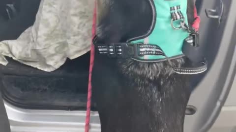 German Shepherd Dog Excited to go for a Car Ride