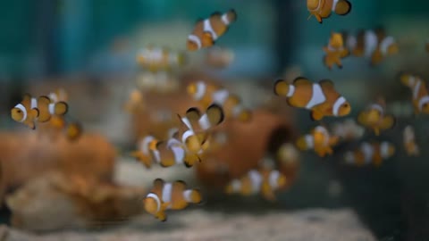 School Of Clownfish Nursery Tropical Fish Cute Colourful Aquarium Of Marine Animal
