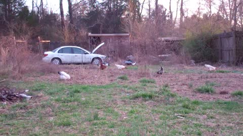 Quiet redneck chicken time (with Don Williams)