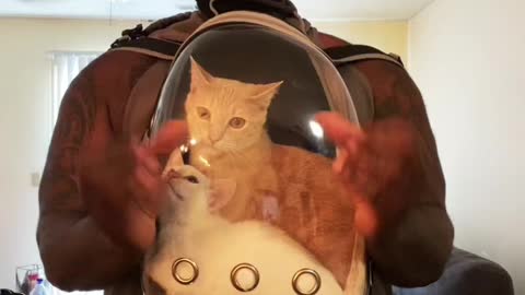 A person carries two cats in a bag and dances with them