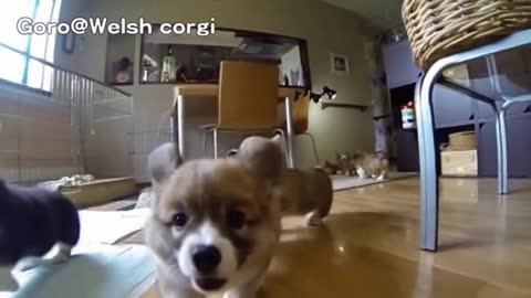 SlowMo: This Puppie Dogs Make You Laugh