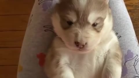 Husky puppy throws the cutest temper tantrum cutest puppy