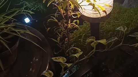 garden lights make a warm night