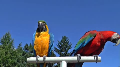 Nice parrot and good