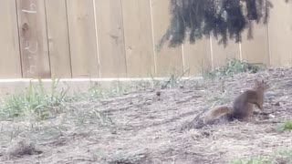 Squirrel is active animal