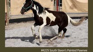 Meet WSFF's South Steen's Painted Pawnee