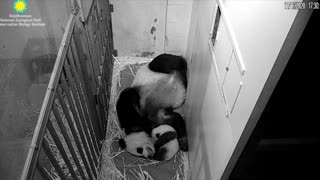 Mama Mei with Hiccups 11/16/20