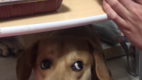 The puppy that wants to eat food!