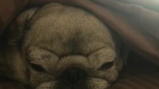 Sleepy white pudge dog under blanket