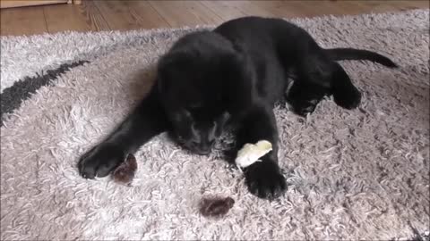 German Shepherd puppy introduced to newly hatched quail chicks