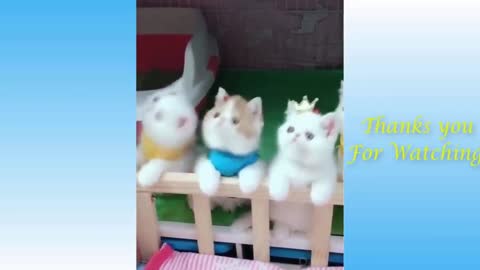 Funny Cat Videos-TRY NOT TO LAUGH -enjoy
