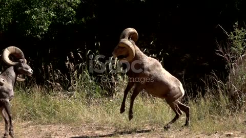 colliding wild Bighorn