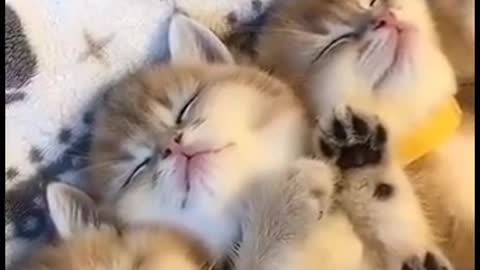 Kitten resting