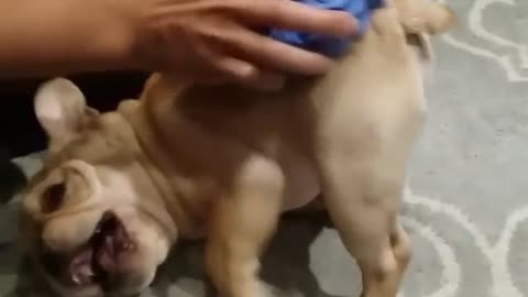 French Bulldog puppy absolutely ecstatic for body scrub