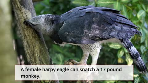 Interesting facts about the harpy eagle