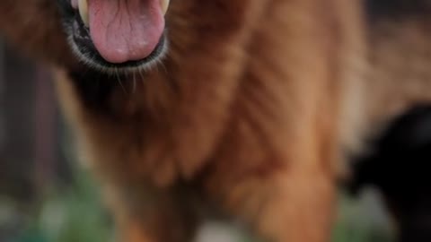 cute dog feeding dog kids